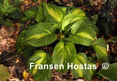 Hosta Emerald Charger