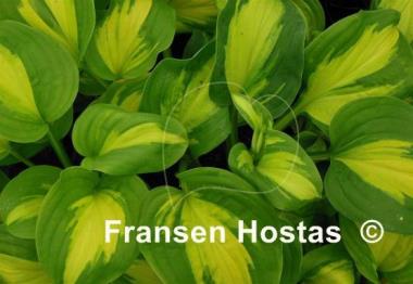Hosta Emerald Charger