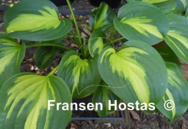 Hosta Emerald Charger