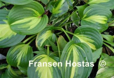 Hosta Emerald Charger