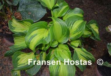 Hosta Emerald Charger