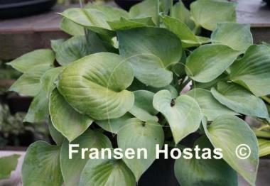 Hosta Emerald Edger