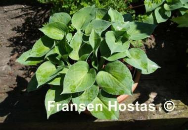 Hosta Emerald Edger