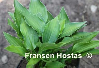 Hosta Emerald Hearts