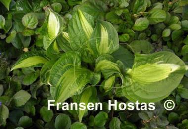 Hosta Emerald Necklace