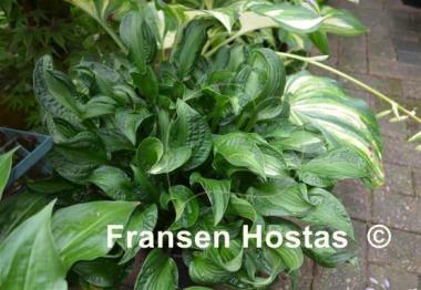 Hosta Emerald Necklace