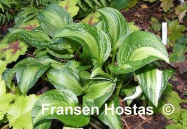 Hosta Emerald Necklace