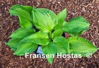 Hosta Emerald Necklace
