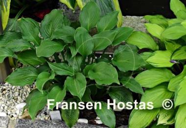 Hosta Emerald Paisley