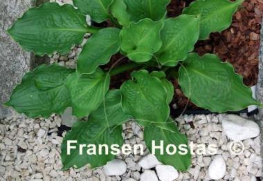 Hosta Emerald Paisley