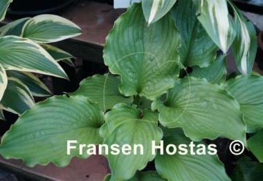 Hosta Emerald Paisley