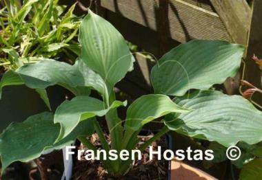 Hosta Emerald Paisley