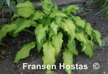 Hosta Emerald Ruff Cut
