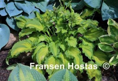 Hosta Emerald Ruff Cut