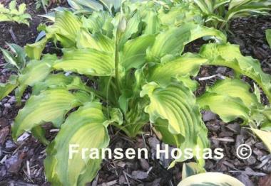 Hosta Emerald Ruff Cut