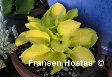 Hosta Emerald Scepter