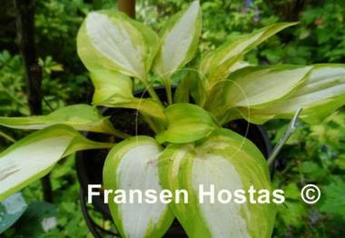 Hosta Emerald Scepter