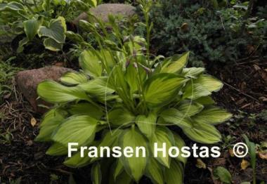 Hosta Emerald Tiara