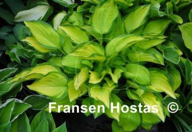 Hosta Emerald Tiara