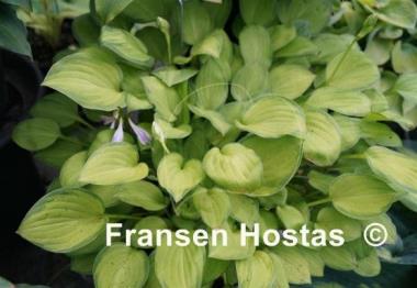 Hosta Emerald Tiara