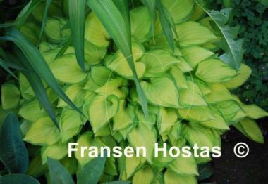 Hosta Emerald Tiara