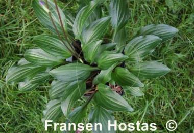 Hosta Emeralds and Rubies