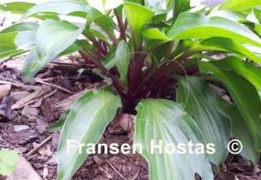 Hosta Emeralds and Rubies