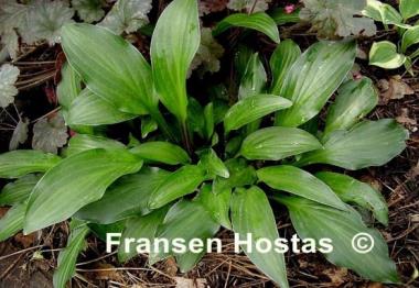 Hosta Emeralds and Rubies