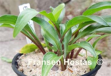 Hosta Emeralds and Rubies