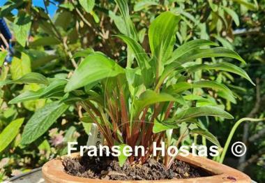 Hosta Emeralds and Rubies