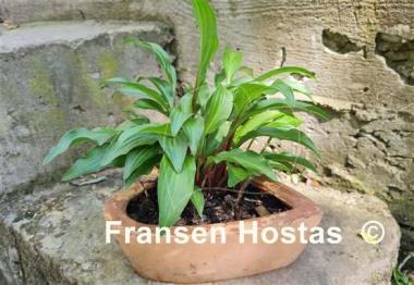 Hosta Emeralds and Rubies