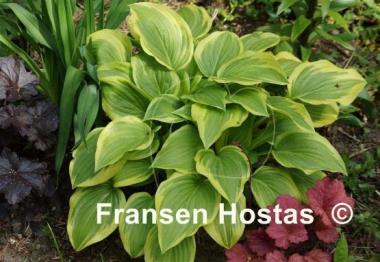 Hosta Emily Dickinson