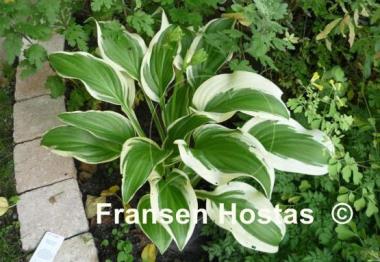 Hosta Emily Dickinson