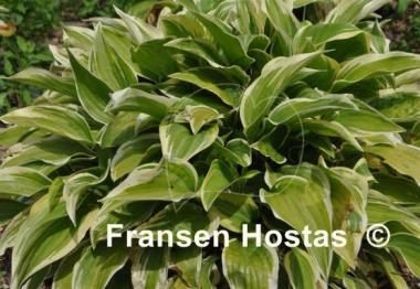 Hosta Emily Dickinson