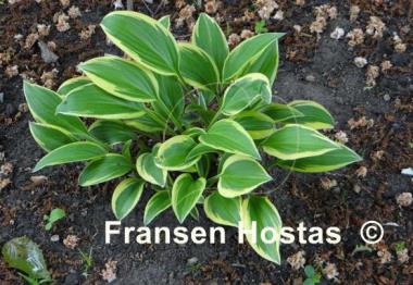 Hosta Emily Dickinson