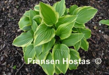 Hosta Emily Dickinson