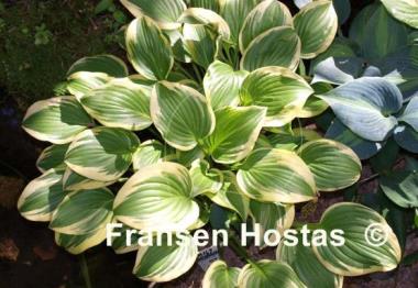 Hosta Emily Dickinson