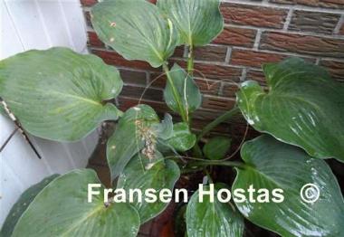 Hosta Eminence Grise