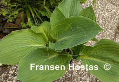 Hosta Eminence Grise