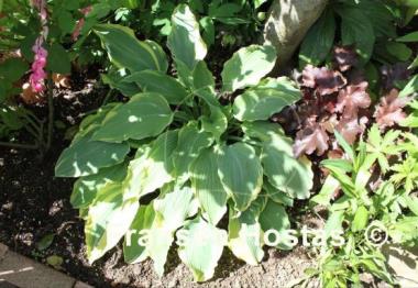Hosta Emma