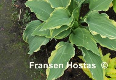 Hosta Emma