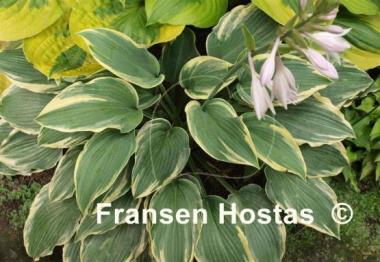 Hosta Emma