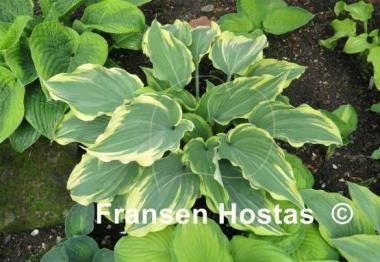 Hosta Emma
