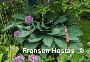 Hosta Empress Wu