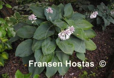 Hosta Empress Wu