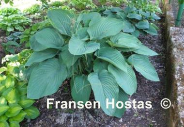 Hosta Empress Wu