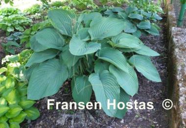 Hosta Empress Wu