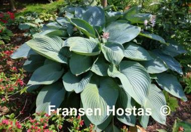 Hosta Empress Wu