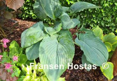 Hosta Empress Wu