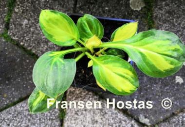 Hosta Enchanted Mist
